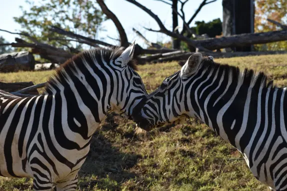 Kaszinó Rockn Rolla Támogatás